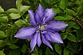 Clematis Daniel Deronda IMG_4879 Powojnik